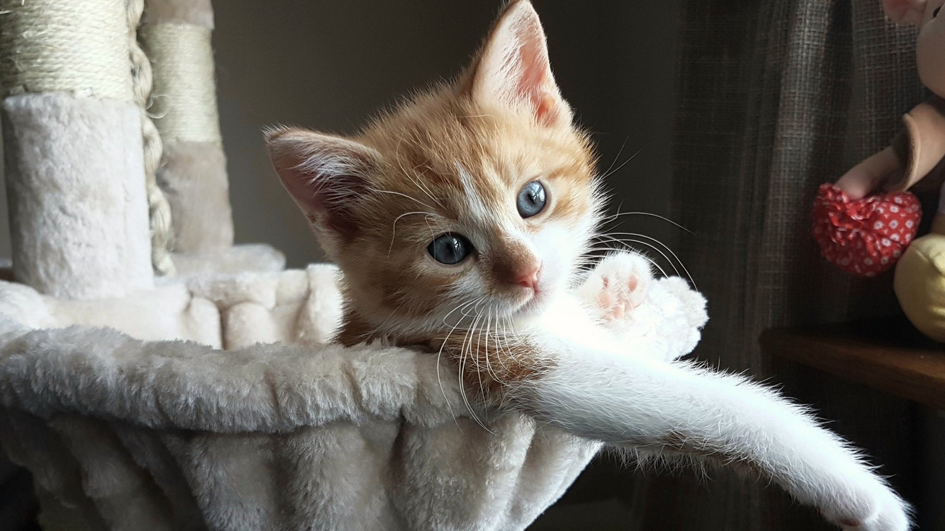 篮球世界里的唯一法则,在对抗中完成终极证明