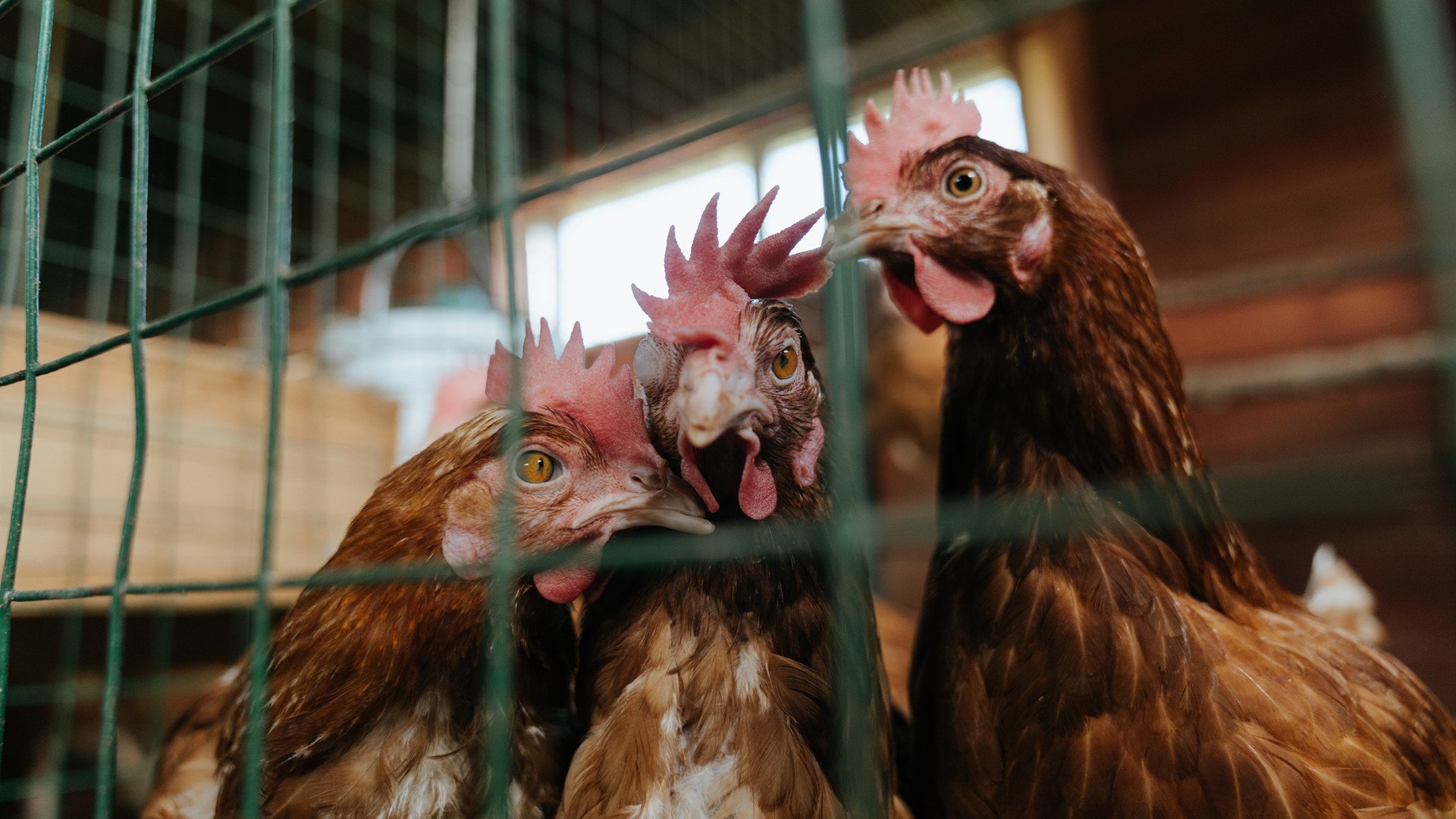 极寒之火踏平红魔，当萨拉赫在关键回合拒绝仁慈