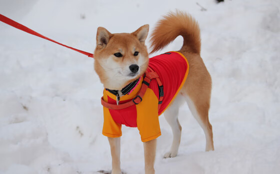 钢铁丛林中的一滴晨露，凯恩在德国战术铁幕上的温柔裂痕