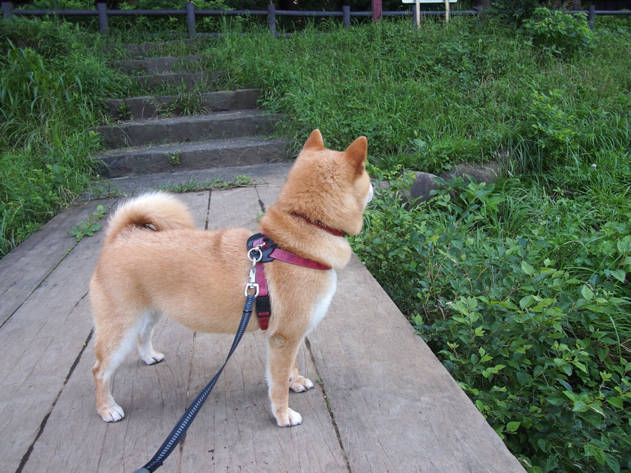 新星拉梅洛领袖风范，活塞压哨绝杀篮网，点燃底特律之夜