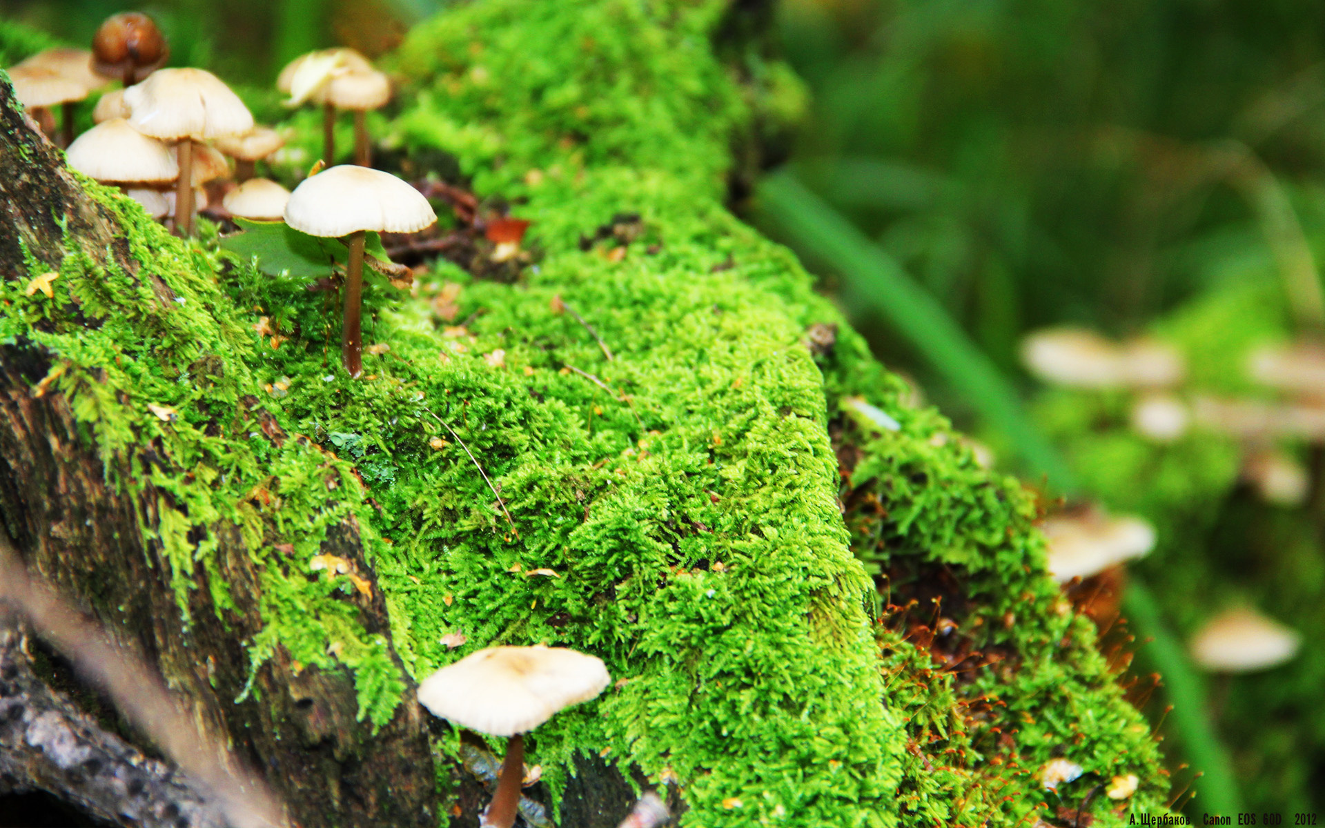 赛后评分拉满的切特，西决生死夜，沉默杀手与未来图腾