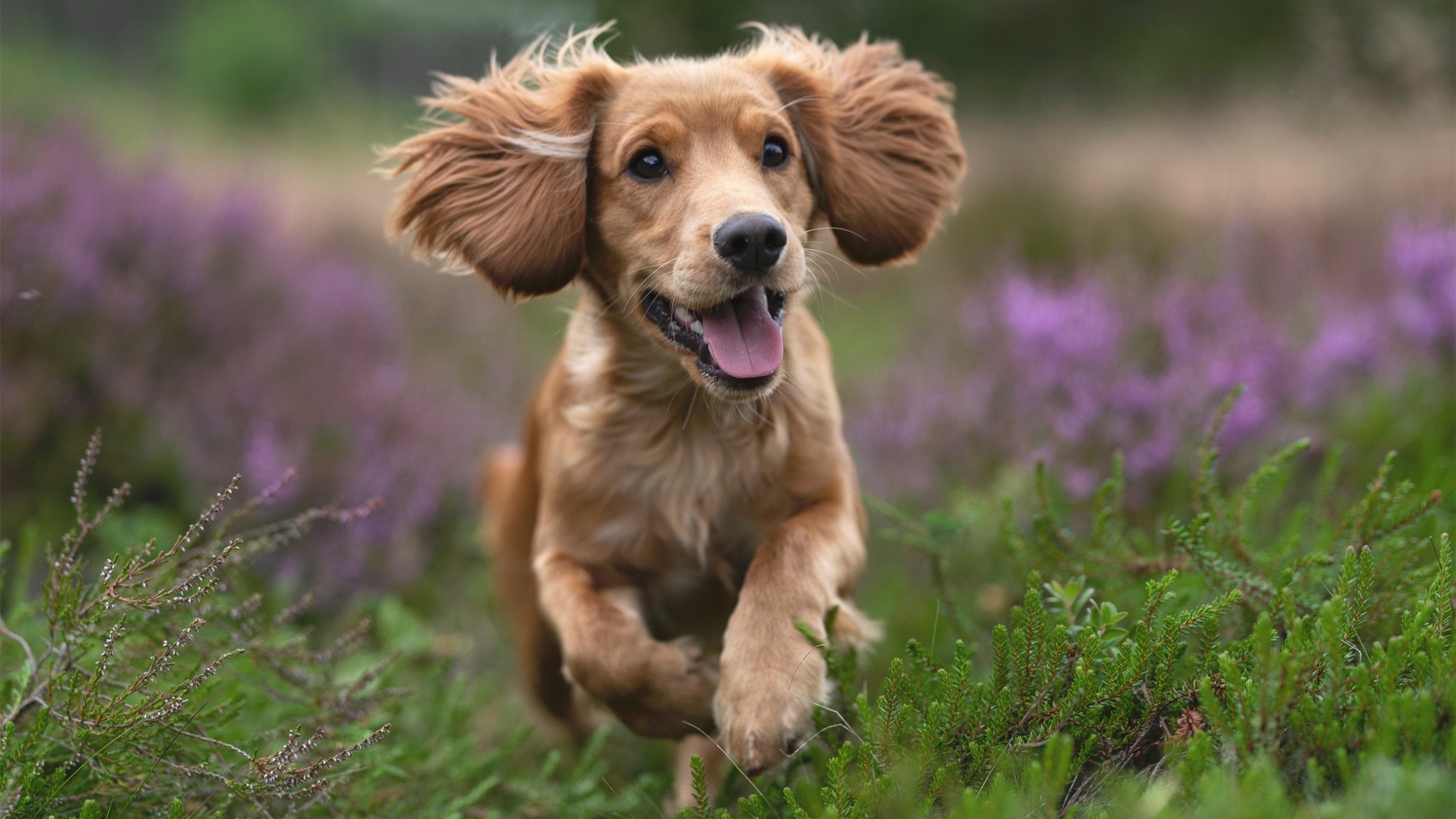 小人物的大舞台,欧冠淘汰赛之夜,卡瓦哈尔定义生涯的90分钟