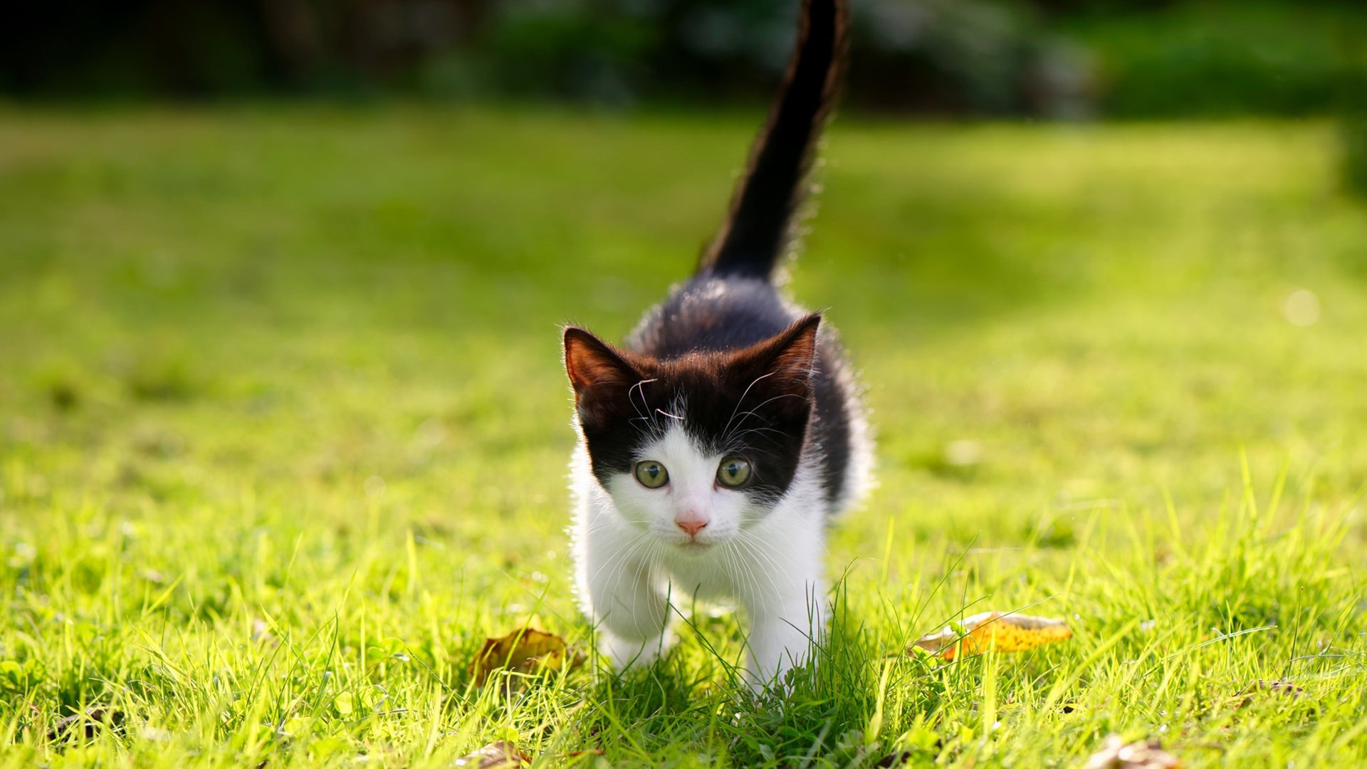 铁幕前的任意球，当多特蒙德对阵乌克兰，布雷默的制胜弧线
