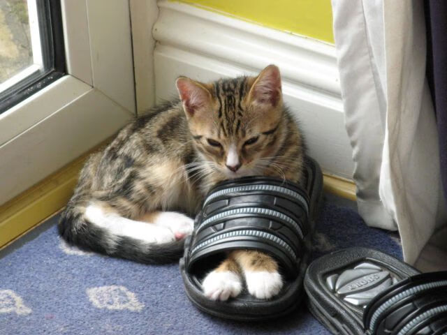 欧冠传奇对决异域舞台，钢铁红龙加时险胜雨林雄鹰