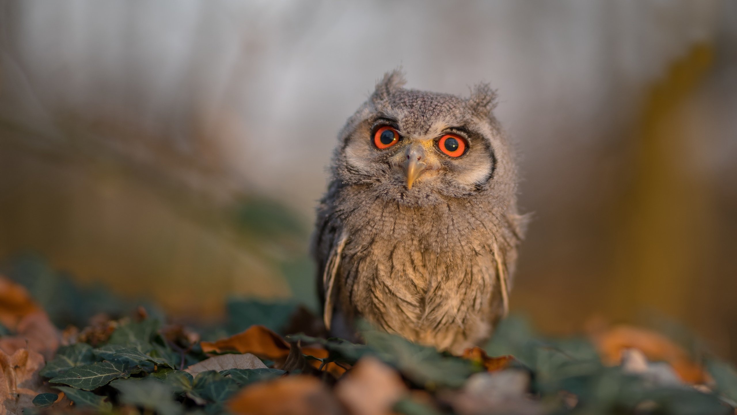 巨兽入场,当76人化身破坏机器,马克西成为掌控一切的神经操控师