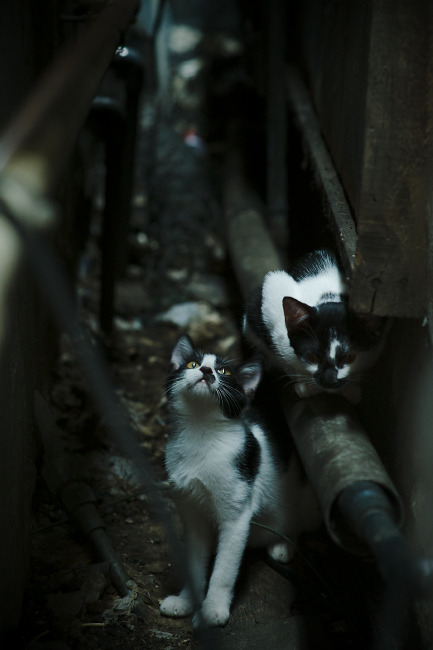 收割与接管,阿尔及利亚的团队智慧与基米希的个人传奇