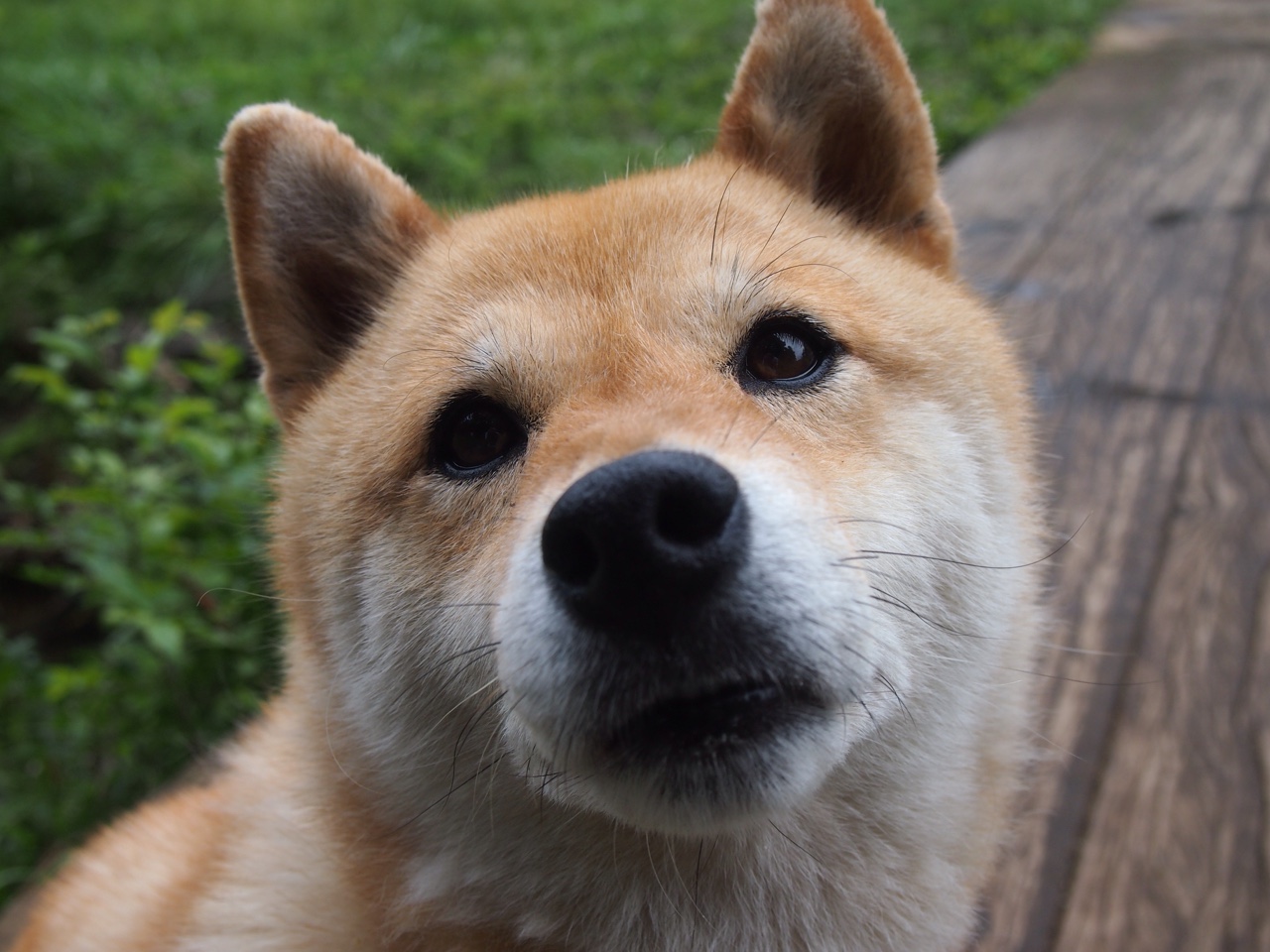 伊布降临皮斯胡安，塞维利亚奇迹逆转马赛，瑞典神塔主宰终极排名战