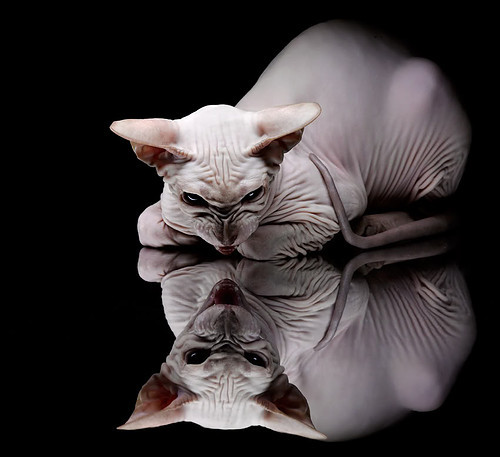 黄蜂灰熊上演美加墨预演,攻防大战提前终结悬念