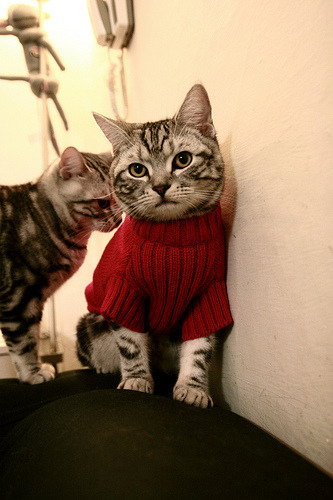 逆转剧本,当独行侠挑战秩序,字母哥却已书写法则