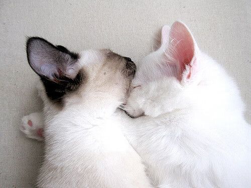 当狙击镜对准聚光灯,杰伦·格林如何用一场无声的封锁,重定义黄蜂与掘金的胜负天平