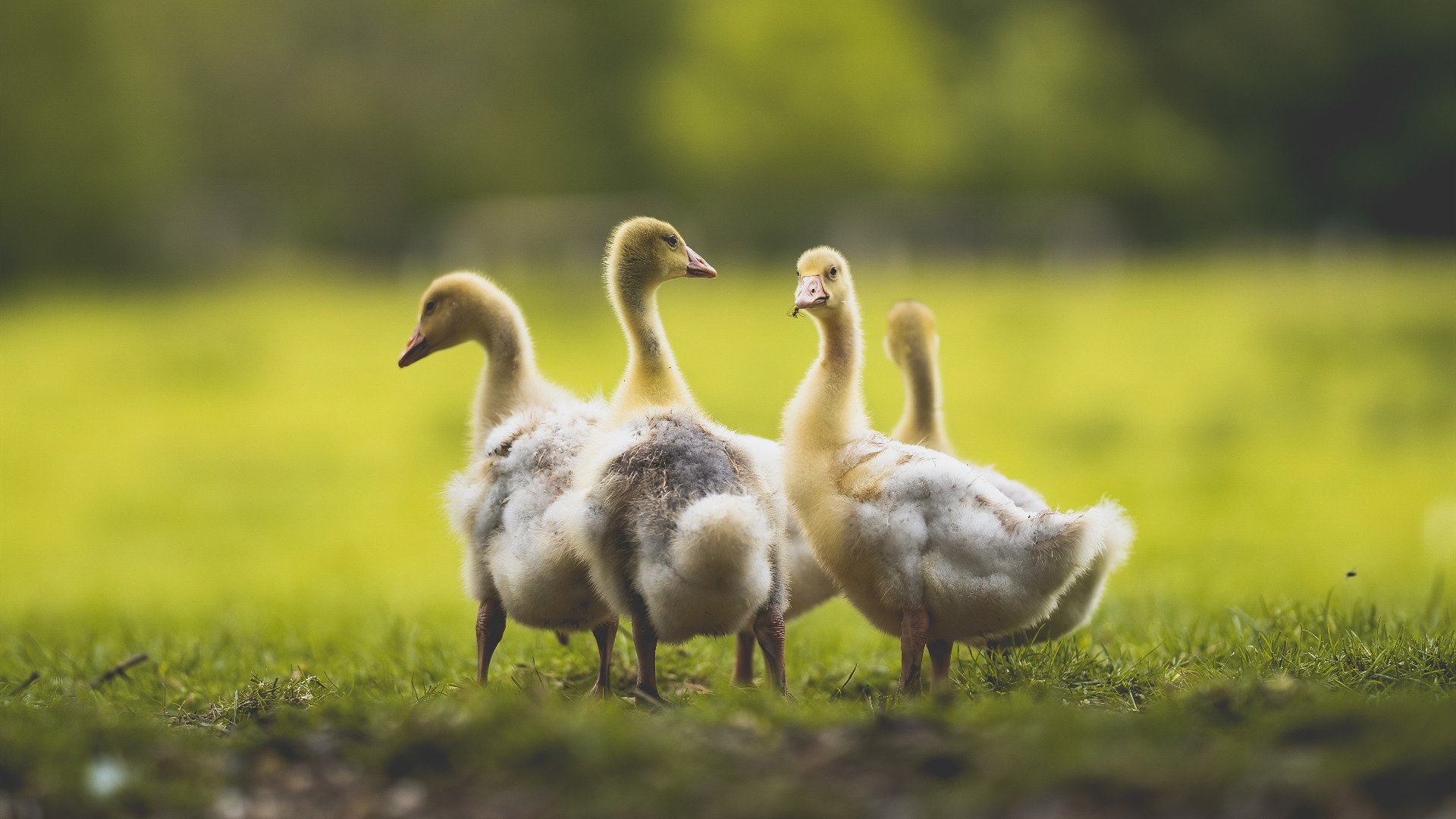 约基奇的三双与伯纳乌的星光