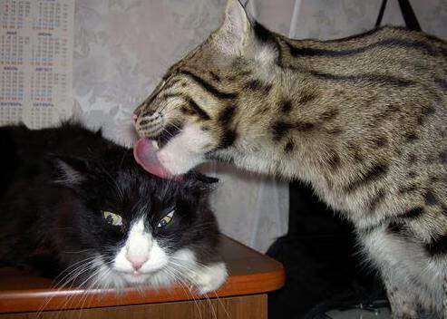 救赎之夜与铁血之师，加克波破茧，卡塔尔碾压希腊