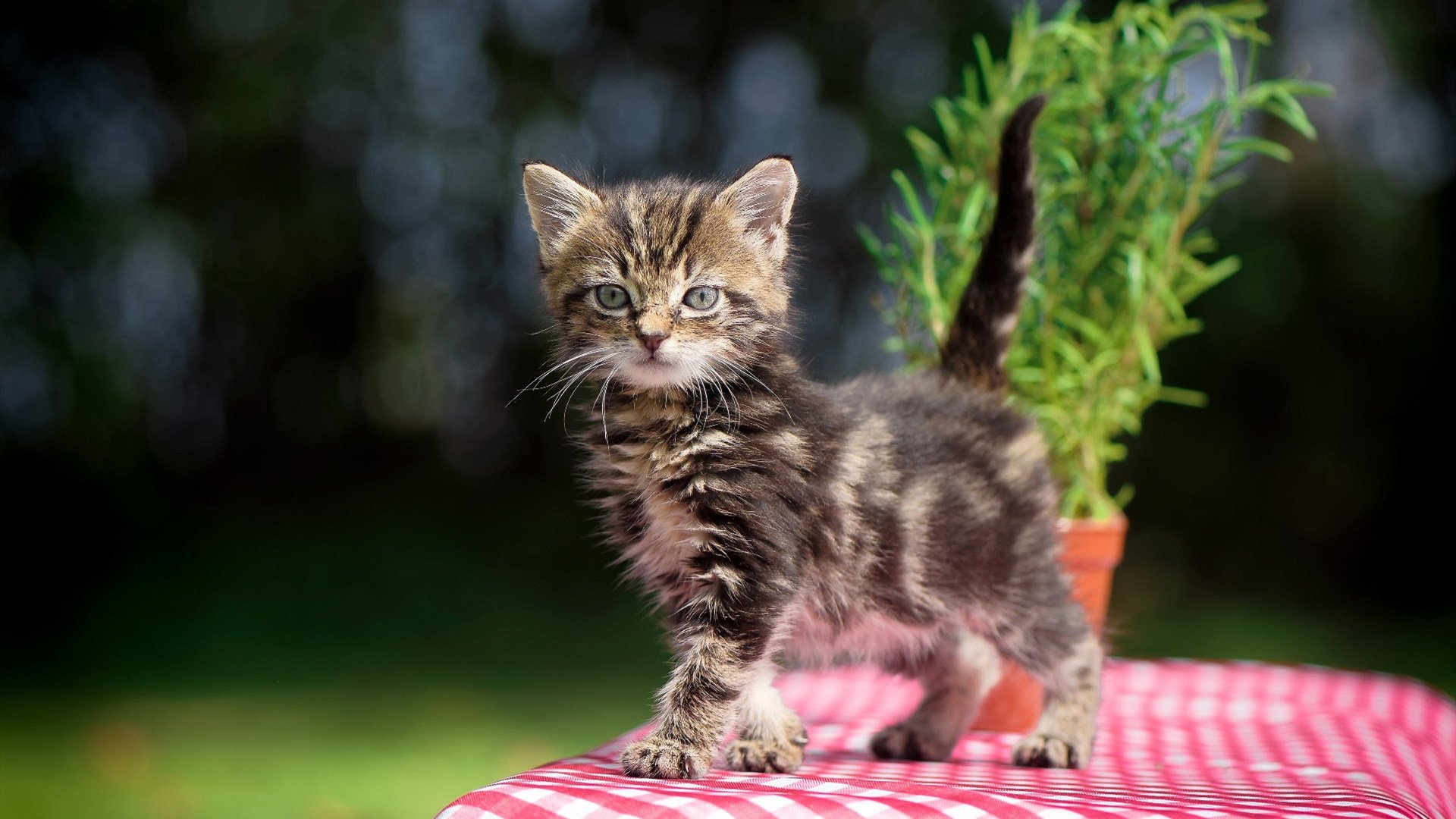 巅峰对话，铁闸封神，范戴克一夫当关，国际米兰力克那不勒斯