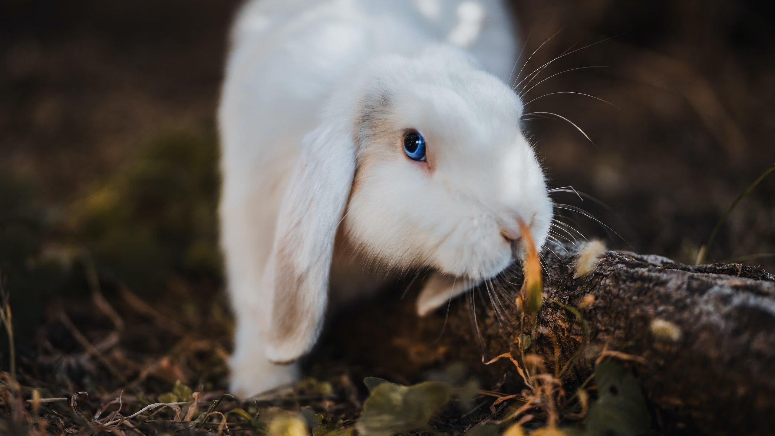 英超替补席的一次滑倒，如何在千里之外引爆德甲争冠终极悬念？