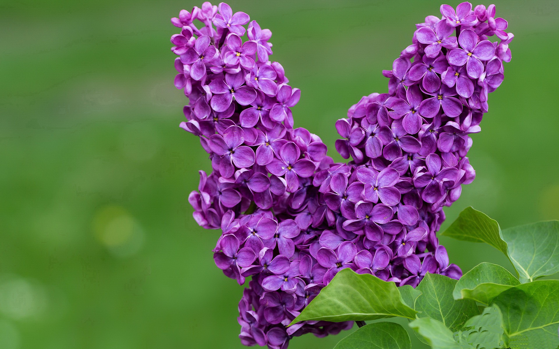 文班亚马独裁者之夜，黄蜂对阵步行者，两米二四的命运之手如何揉捏比赛走势？